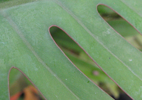 Pépinière Palmaris Philodendrum elegans pétioles rouges