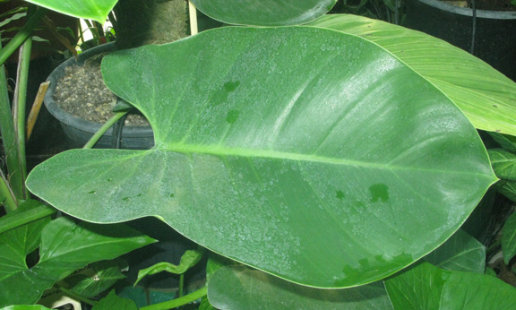 Pépinière Palmaris Philodendrum emerald king