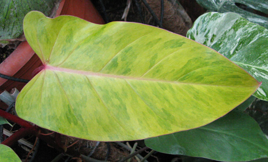 Pépinière Palmaris Philodendrum erubescens Burgundii medusae