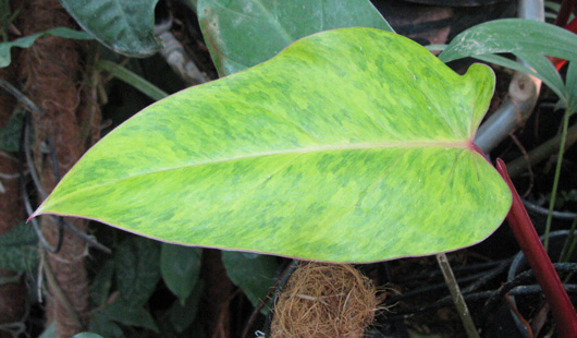 Pépinière Palmaris Philodendrum erubescens Burgundii medusae