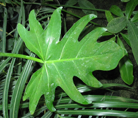 Pépinière Palmaris Philodendrum fendleri