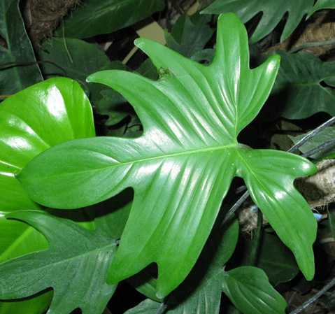 Pépinière Palmaris Philodendrum "Florida beauty"