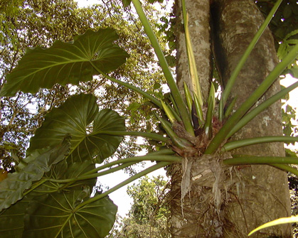 Pépinière Palmaris Philodendrum giganteum