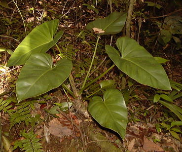 Pépinière Palmaris Philodendrum giganteum