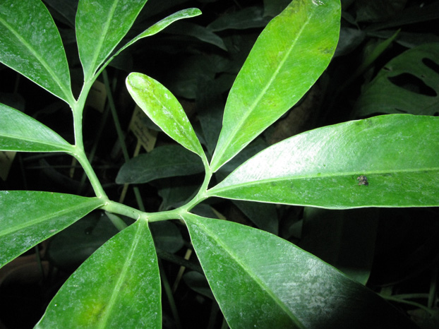 Pépinière Palmaris Philodendrum goeldii