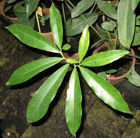 Pépinière Palmaris Philodendrum goeldii