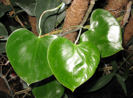 Pépinière Palmaris Philodendrum  X grazielae