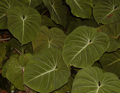 Pépinière Palmaris Philodendrum gloriosum