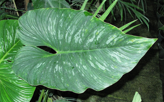 Pépinière Palmaris Philodendrum  mamei