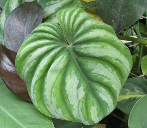 Pépinière Palmaris Philodendrum  mamei "Silver cloud"