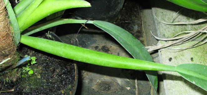 Pépinière Palmaris Philodendrum  martianum