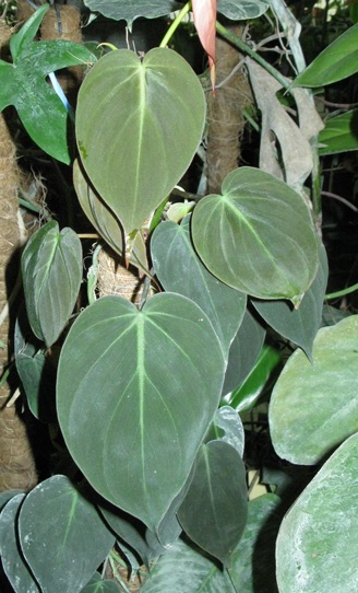 Pépinière Palmaris Philodendrum  micans