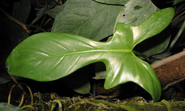 Pépinière Palmaris Philodendrum  panduraeforme