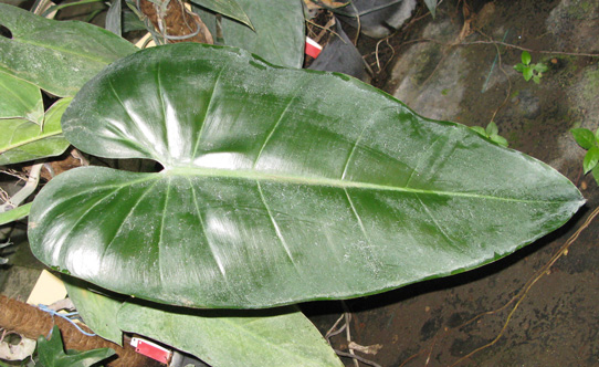 Pépinière Palmaris Philodendrum  sagitifolium