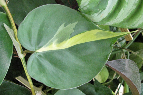 Pépinière Palmaris Philodendrum  scandens mediopictum