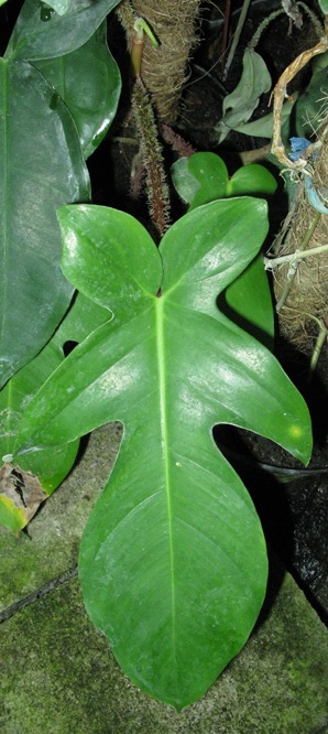 Pépinière Palmaris Philodendrum  squamiferum