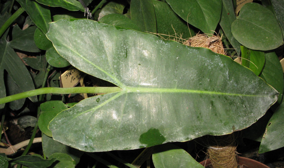 Pépinière Palmaris Philodendrum  surinamense