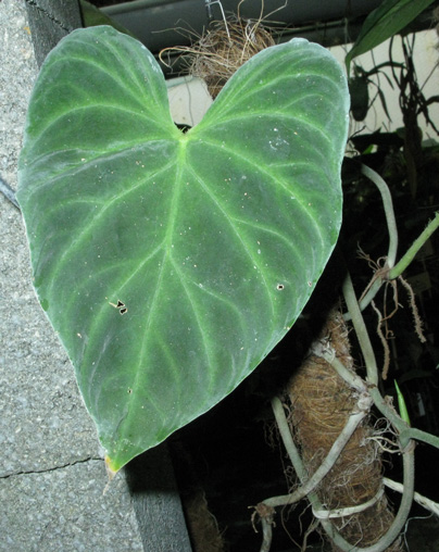 Pépinière Palmaris Philodendrum  verrucosum