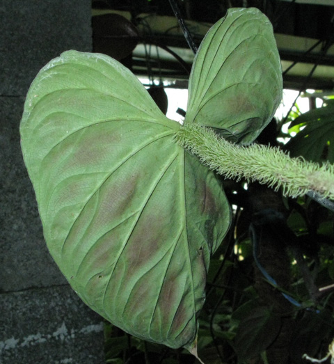 Pépinière Palmaris Philodendrum  verrucosum