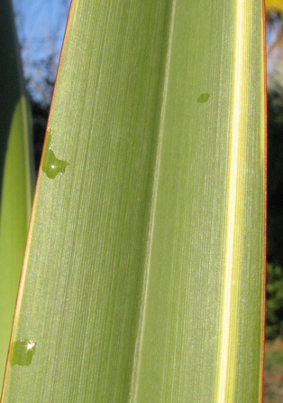 Pépinière Palmaris Phormium tenax marginatum