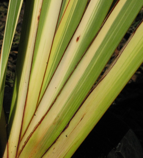 Pépinière Palmaris Phormium tenax marginatum