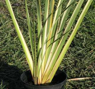 Pépinière Palmaris Phormium tenax marginatum