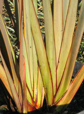 Pépinière Palmaris Phormium tenax purpureum 