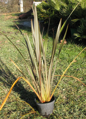 Pépinière Palmaris Phormium tenax purpureum 