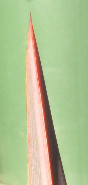 Pépinière Palmaris Phormium tenax tricolor 