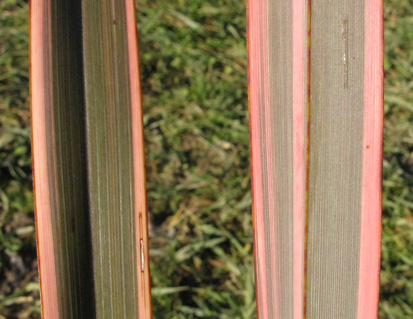 Pépinière Palmaris Phormium tenax tricolor 