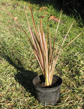 Pépinière Palmaris Phormium tenax tricolor 