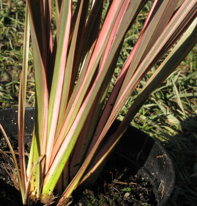 Pépinière Palmaris Phormium tenax tricolor 