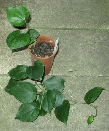 Pépinière Palmaris Piper neoguineensis