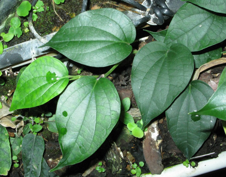 Pépinière Palmaris Piper neoguineensis