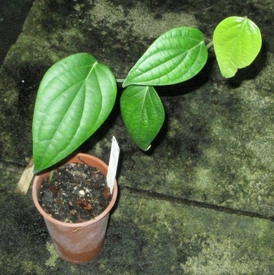 Pépinière Palmaris Piper nigrum