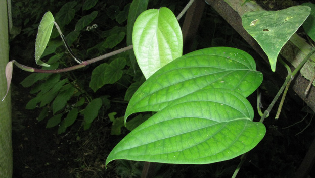 Pépinière Palmaris Piper nigrum