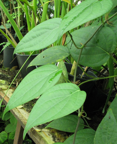 Pépinière Palmaris Piper nigrum