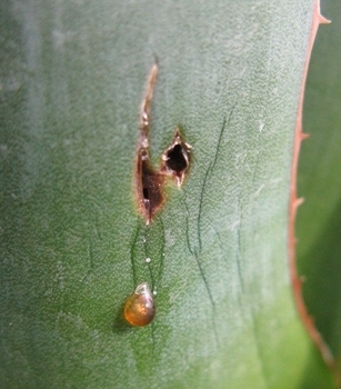 Pépinière Palmaris Piqûre sur feuille d'Agave ghiesbreghtii