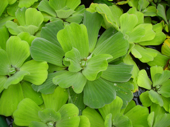 Pépinière Palmaris Pistia latifolia