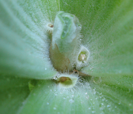 Pépinière Palmaris Pistia latifolia