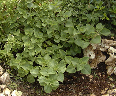 Pépinière Palmaris Plectranthus amboinicus