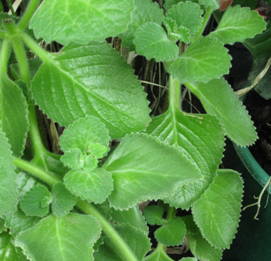 Pépinière Palmaris Plectranthus amboinicus