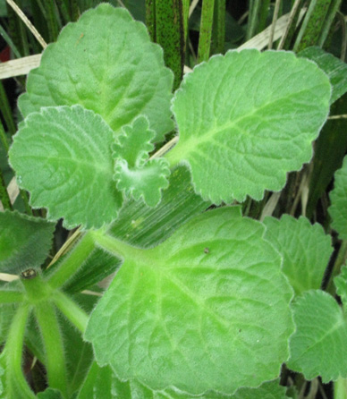 Pépinière Palmaris Plectranthus amboinicus