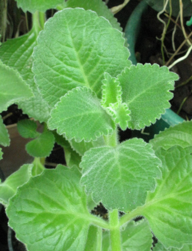 Pépinière Palmaris Plectranthus amboinicus