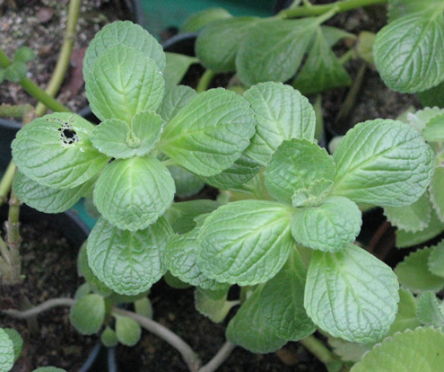 Pépinière Palmaris Plectranthus à parfum de menthe