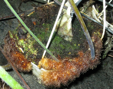 Pépinière Palmaris Polypodium aureum