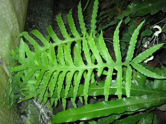 Pépinière Palmaris Polypodium aureum