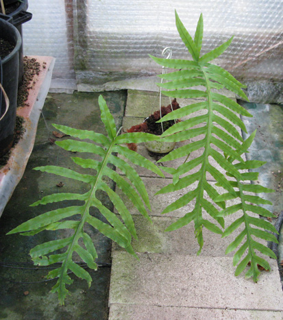 Pépinière Palmaris Polypodium aureum