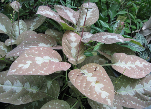 Pépinière Palmaris Pseuderanthemum alatum