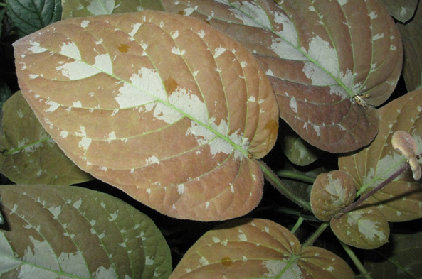 Pépinière Palmaris Pseuderanthemum alatum